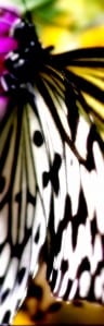 butterfly-3