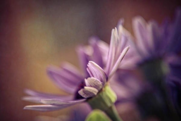(C) Mary Anne Harris