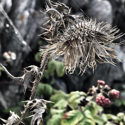 Dried Clover