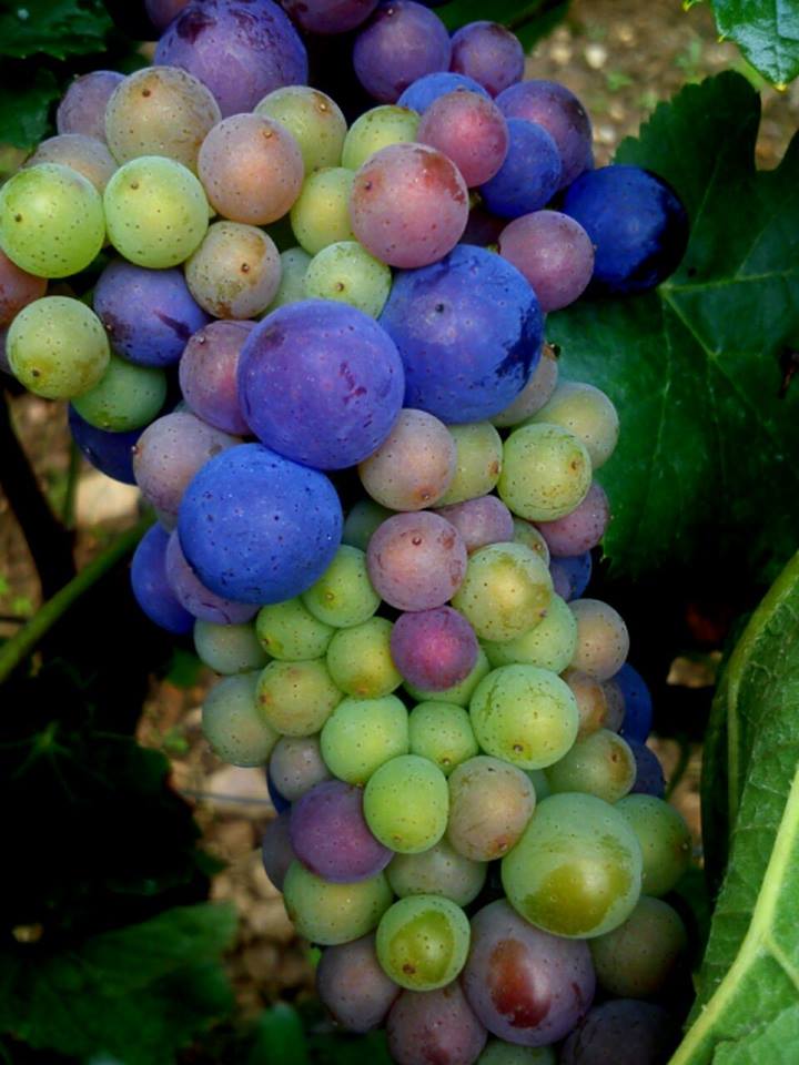 Rhine grapes