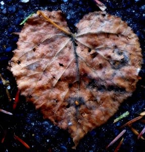 Heart leaf