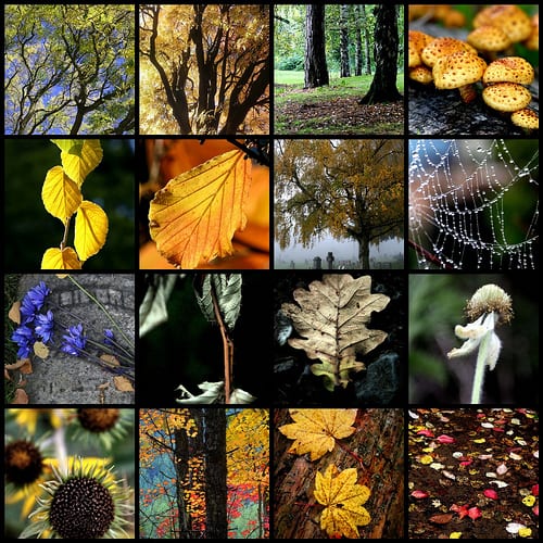 autumn-collage