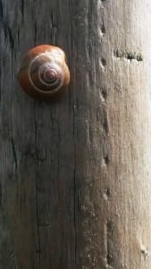 Snail