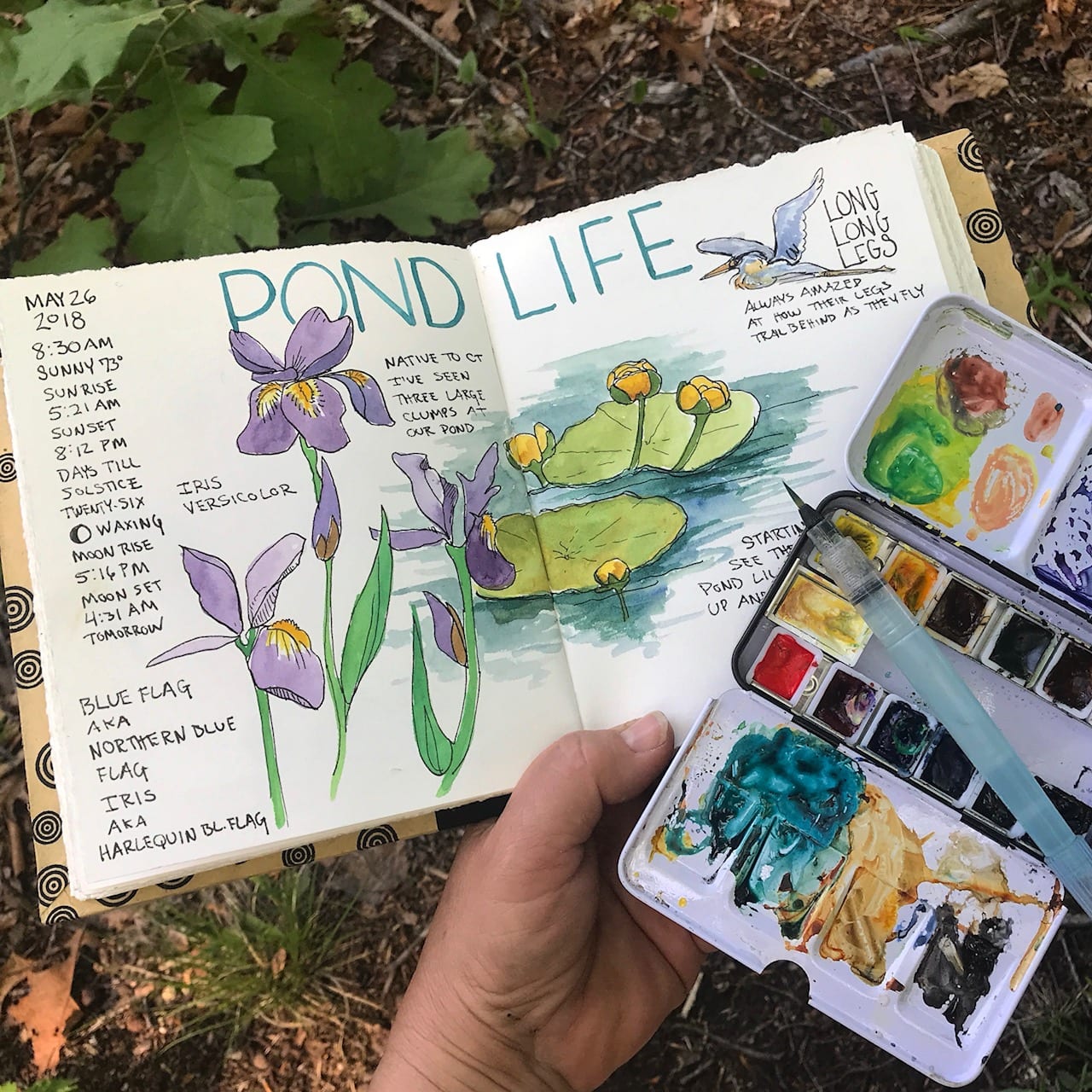 Beginning a Nature Journal - Jan Blencowe