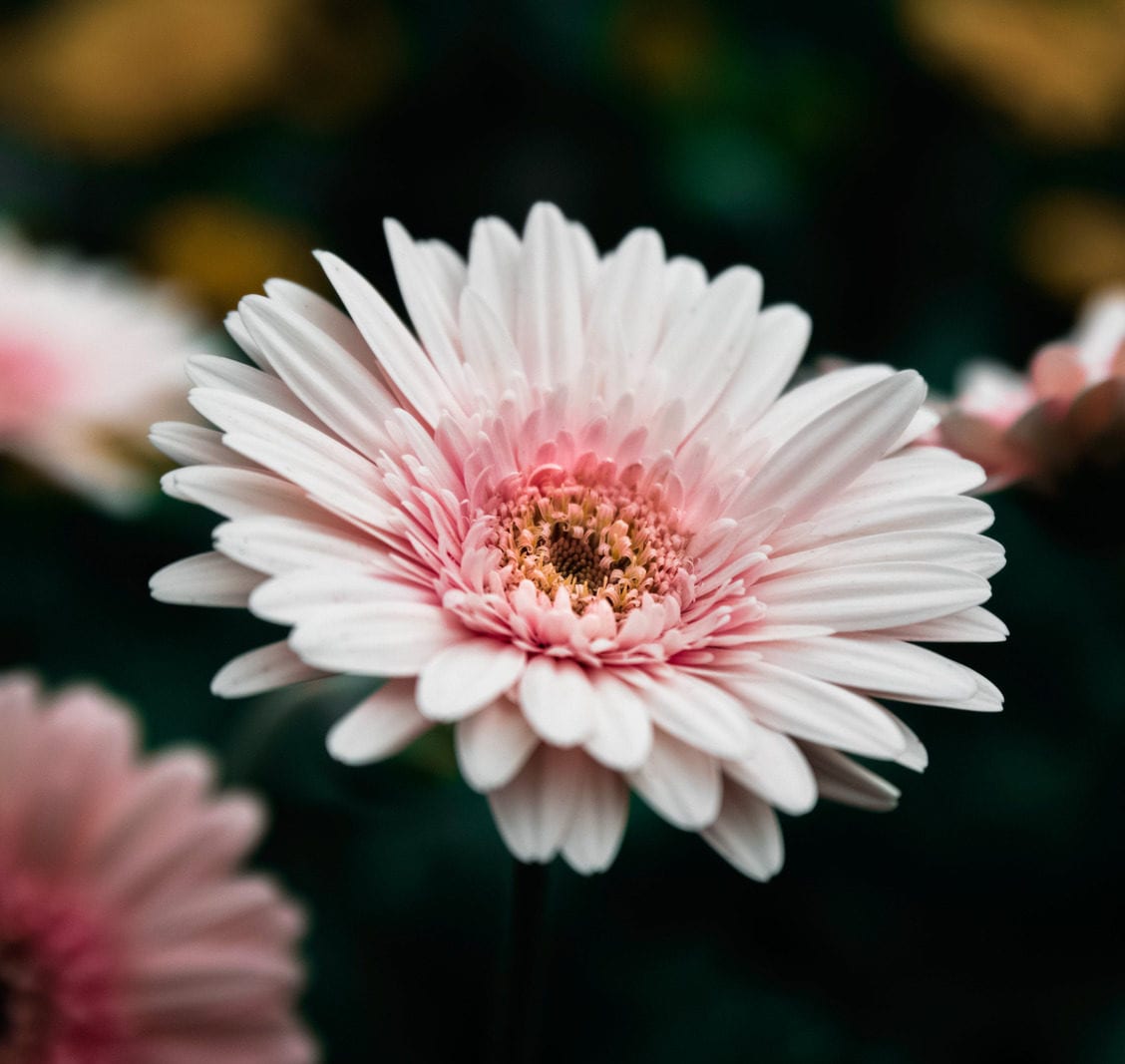 Writing Into Bloom with Christine Valters Paintner