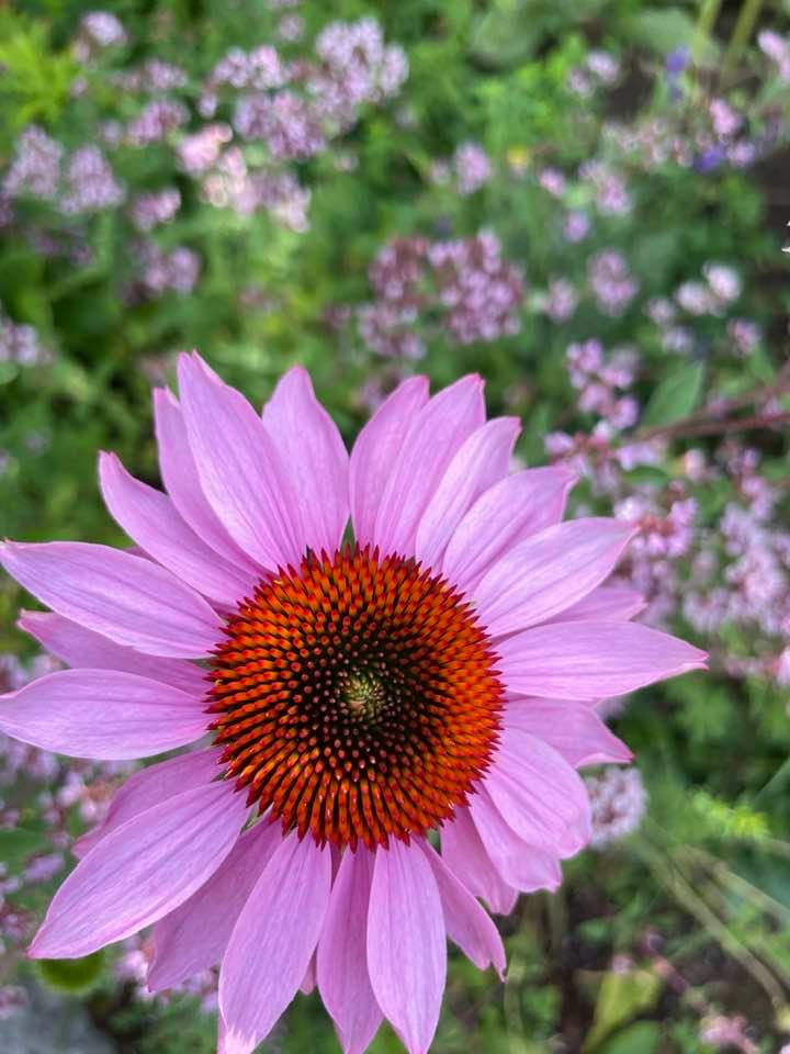 Writing Summer’s Abundance