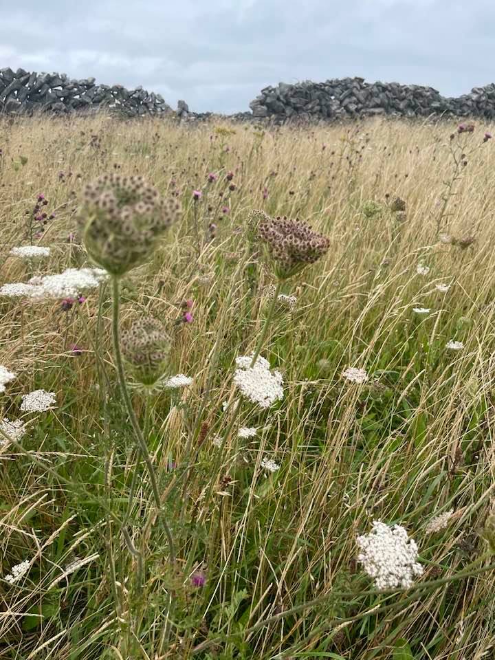 Exploring Grief through Poetry, Prose, and Song