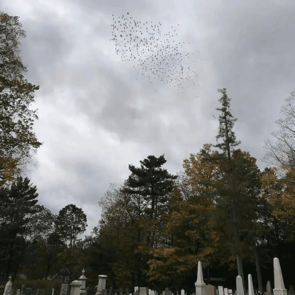 Mourning Pages: Writing with Grief