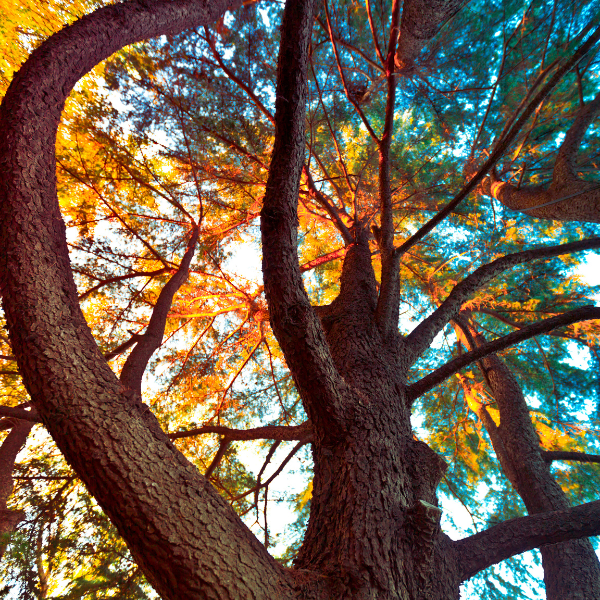 The Spiral Year: Celtic Wisdom of the Seasons