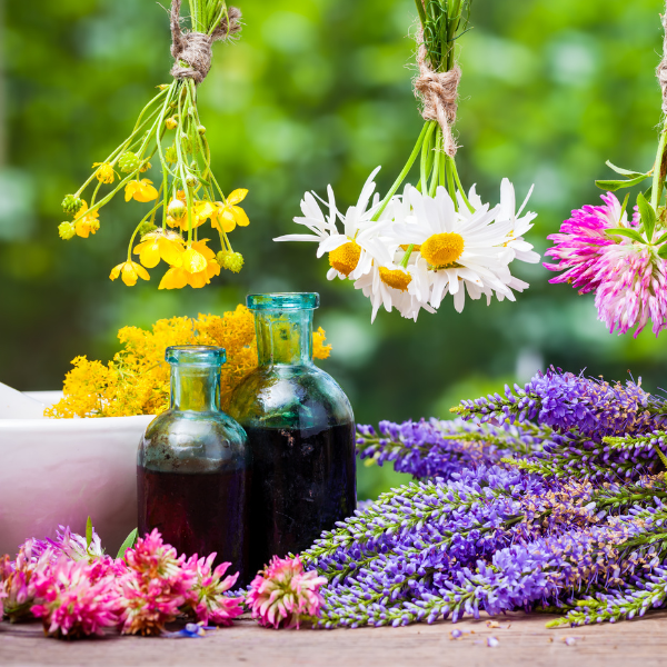 Animist Christianity: Tending Your Wild Heart with Our Beloved Plant Kin