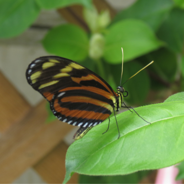 Queering Contemplation: Finding Queerness in the Roots and Future of Contemplative Spirituality