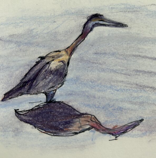 A sketch of a heron in the water by Melinda Thomas